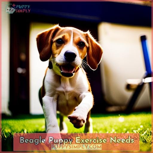 Beagle Puppy Exercise Needs