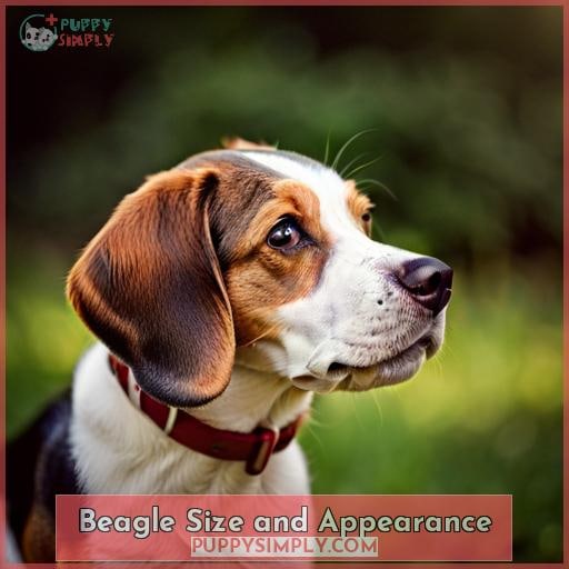 Beagle Size and Appearance