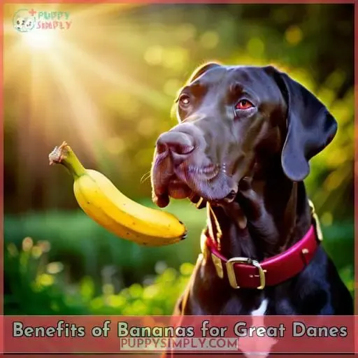 Benefits of Bananas for Great Danes