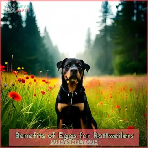 Benefits of Eggs for Rottweilers