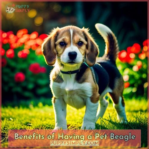 Benefits of Having a Pet Beagle