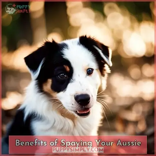 Benefits of Spaying Your Aussie