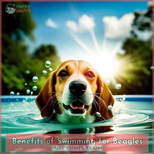 Benefits of Swimming for Beagles
