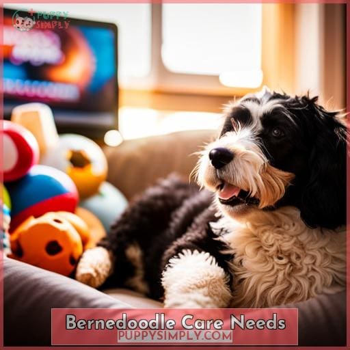 Bernedoodle Care Needs