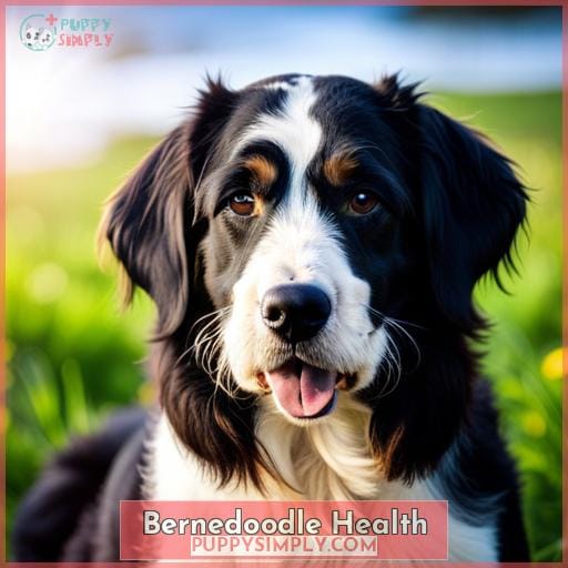 Bernedoodle Health