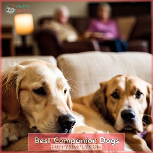 Best Dog Breeds for Seniors: Top Companion Dogs for Older Adults