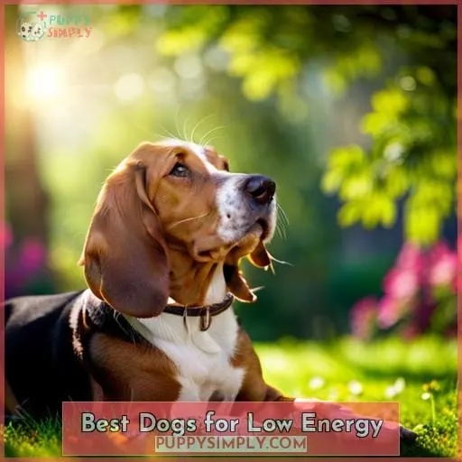 Best Dogs for Low Energy