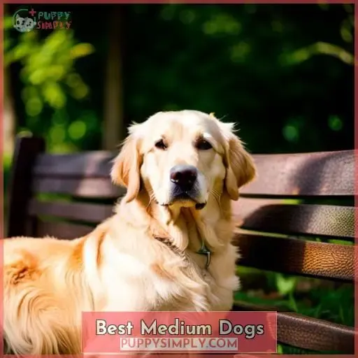 Best Medium Dogs