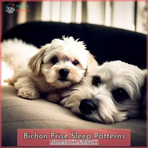 Bichon Frise Sleep Patterns