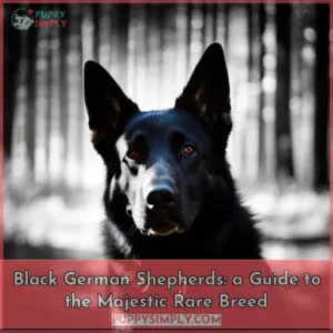 black german shepherd