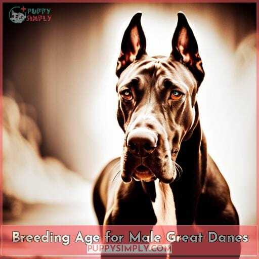 Breeding Age for Male Great Danes Breeding Age for Male Great Danes