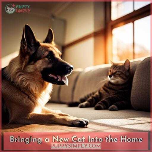 Bringing a New Cat Into the Home Bringing a New Cat Into the Home