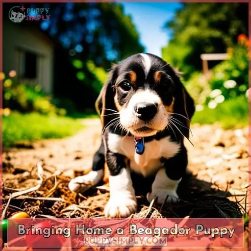 Bringing Home a Beagador Puppy