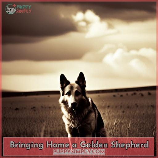 Bringing Home a Golden Shepherd