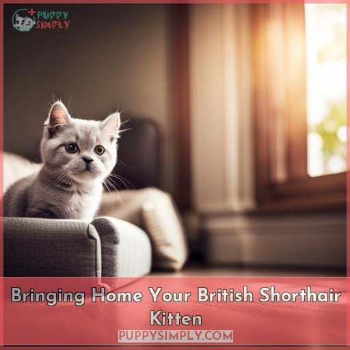 Bringing Home Your British Shorthair Kitten