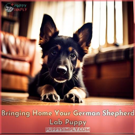 Bringing Home Your German Shepherd Lab Puppy