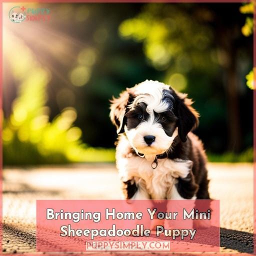 Bringing Home Your Mini Sheepadoodle Puppy