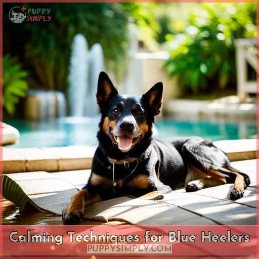 Calming Techniques for Blue Heelers