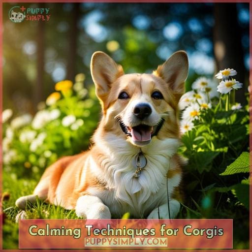 Calming Techniques for Corgis Calming Techniques for Corgis