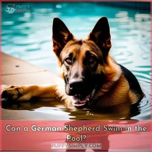 Can a German Shepherd Swim in the Pool