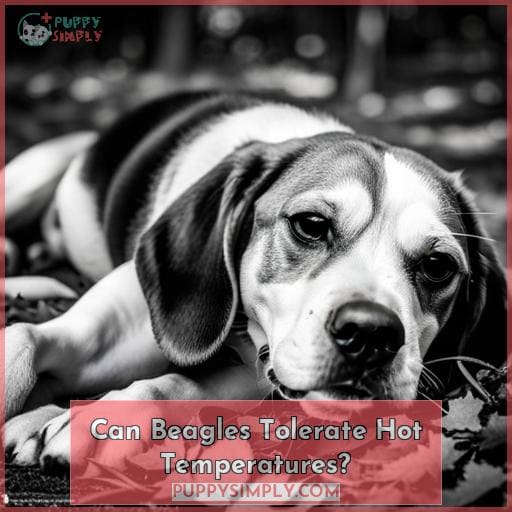 Can Beagles Withstand Hot Weather Outside? Tips to Keep Them Cool and Safe