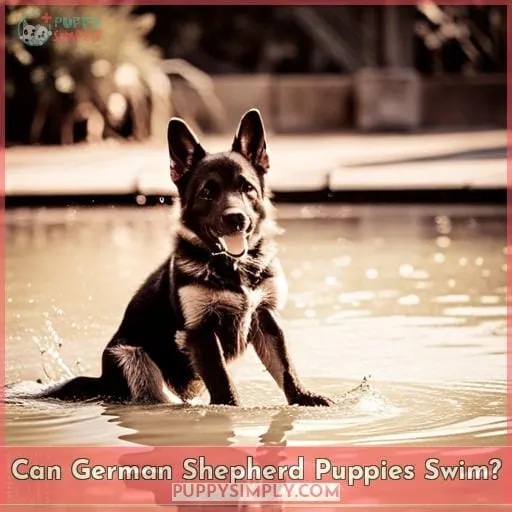 Can German Shepherd Puppies Swim