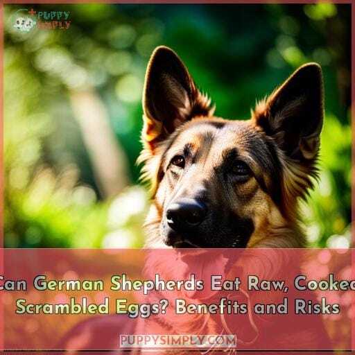 Can German Shepherds Eat Eggs Can German Shepherds Eat Eggs