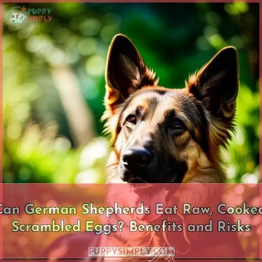 can german shepherds eat eggs