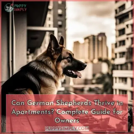 can german shepherds live in apartments a complete guide