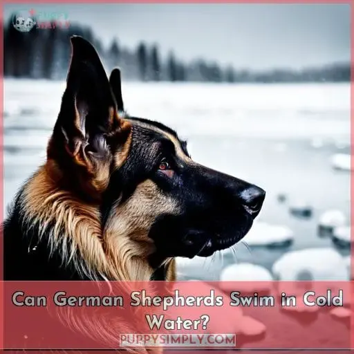 Can German Shepherds Swim in Cold Water