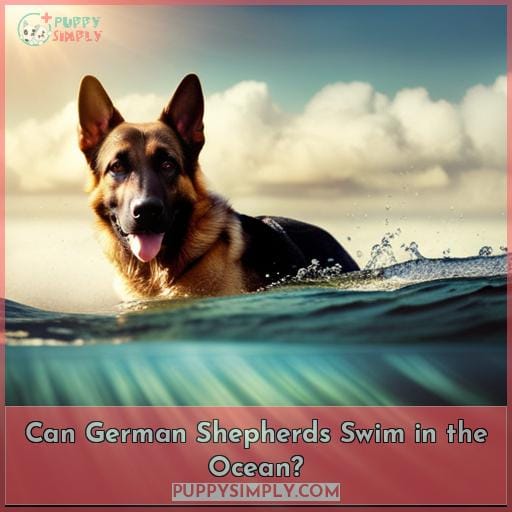 Can German Shepherds Swim in the Ocean