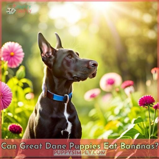 Can Great Dane Puppies Eat Bananas Can Great Dane Puppies Eat Bananas