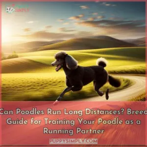 can poodles run long distances