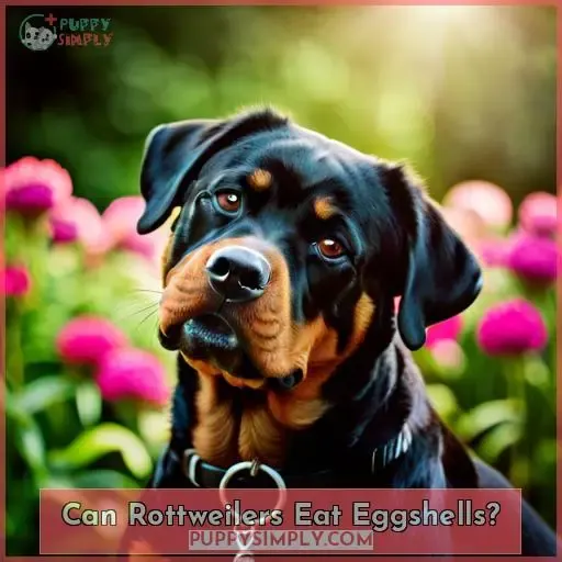 Can Rottweilers Eat Eggshells