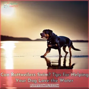 can rottweilers swim