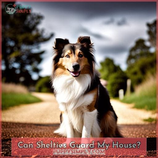 Can Shelties Guard My House
