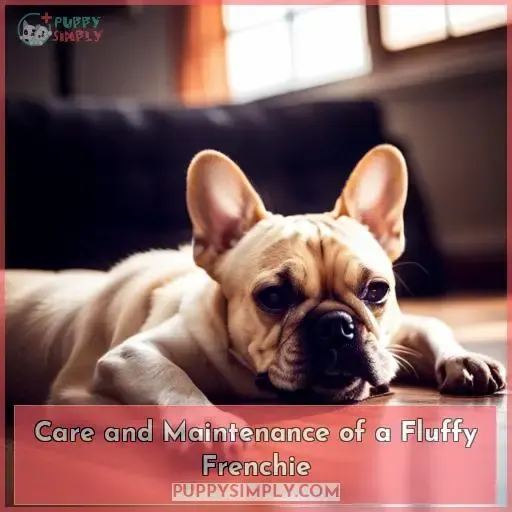 Care and Maintenance of a Fluffy Frenchie
