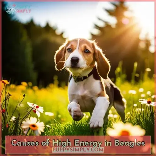 Causes of High Energy in Beagles