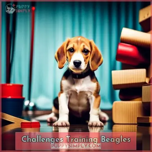 Challenges Training Beagles