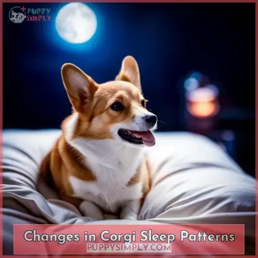 Changes in Corgi Sleep Patterns