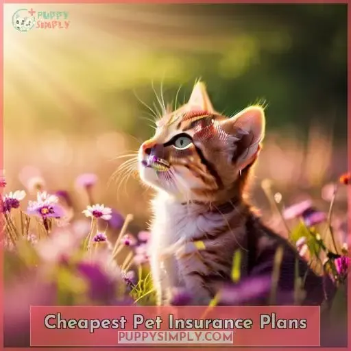 Cheapest Pet Insurance Plans