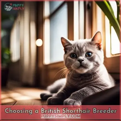 Choosing a British Shorthair Breeder