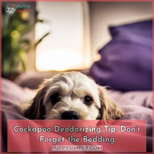Cockapoo Deodorizing Tip: Don’t Forget the Bedding