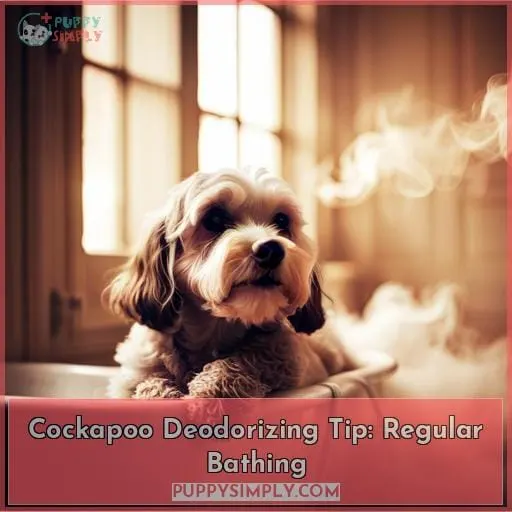 Cockapoo Deodorizing Tip: Regular Bathing