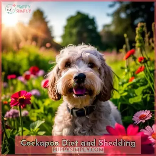 Cockapoo Diet and Shedding