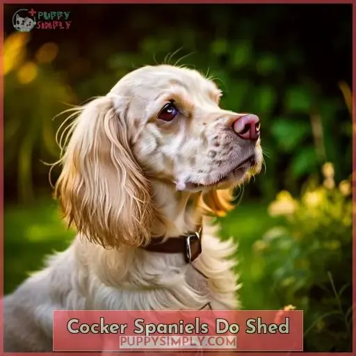Cocker Spaniels Do Shed