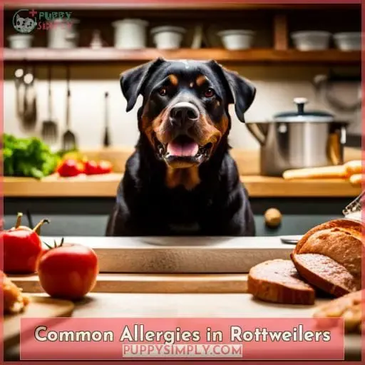 Common Allergies in Rottweilers