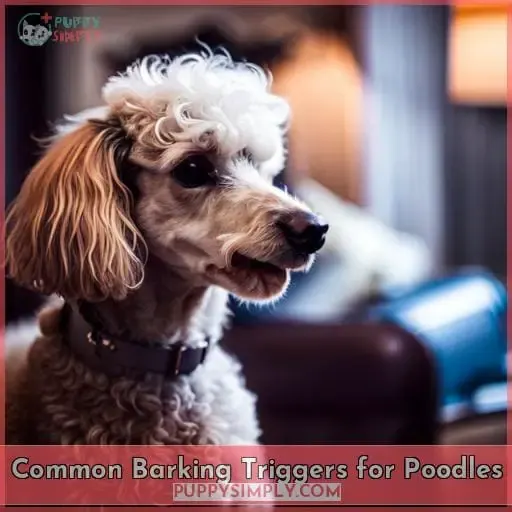 Common Barking Triggers for Poodles