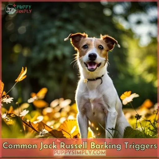 Common Jack Russell Barking Triggers