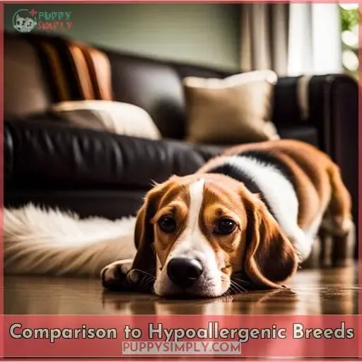 Comparison to Hypoallergenic Breeds